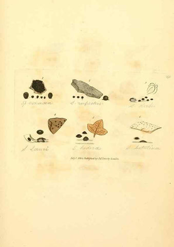 Reproducción/Reproduction 8229515707: Coloured figures of English fungi or mushrooms.. London,Printed by J. Davis,1797-[1809]