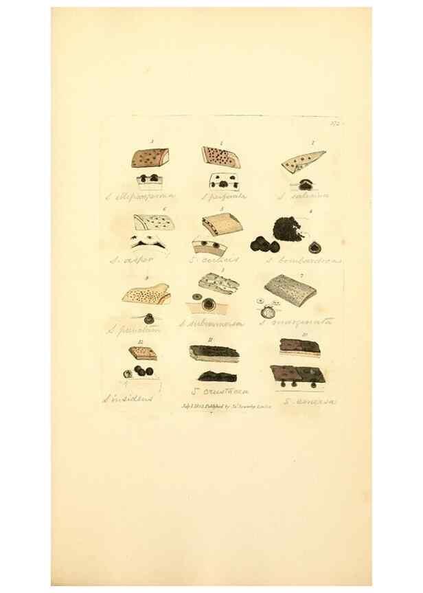 Reproducción/Reproduction 8229516407: Coloured figures of English fungi or mushrooms.. London,Printed by J. Davis,1797-[1809]