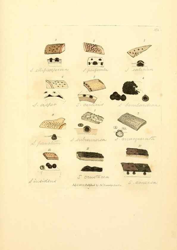 Reproducción/Reproduction 8229516407: Coloured figures of English fungi or mushrooms.. London,Printed by J. Davis,1797-[1809]