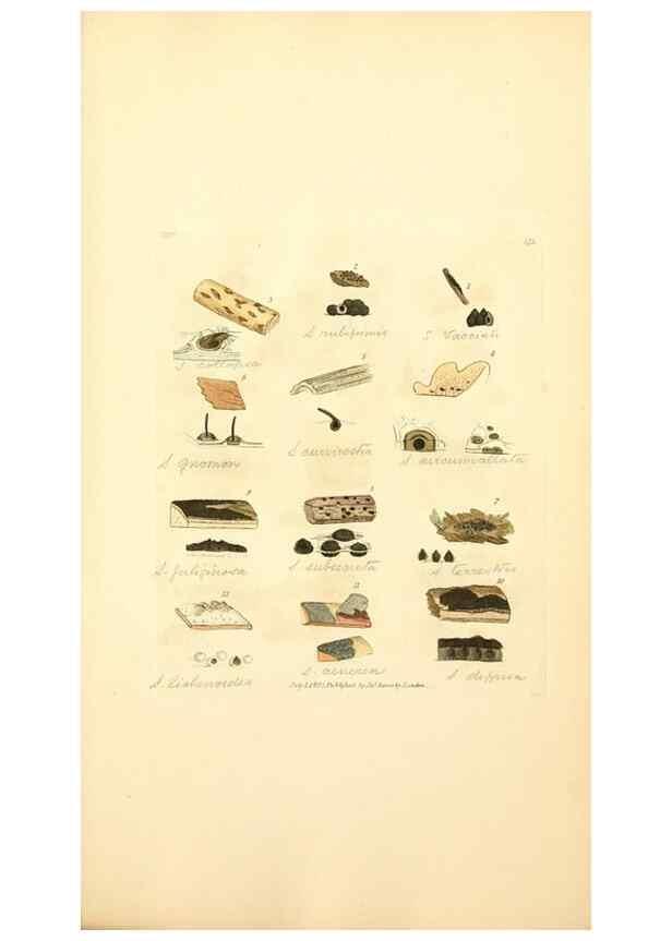 Reproducción/Reproduction 8229516775: Coloured figures of English fungi or mushrooms.. London,Printed by J. Davis,1797-[1809]