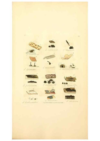 Reproducción/Reproduction 8229516775: Coloured figures of English fungi or mushrooms.. London,Printed by J. Davis,1797-[1809]