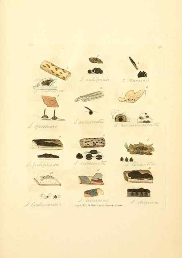 Reproducción/Reproduction 8229516775: Coloured figures of English fungi or mushrooms.. London,Printed by J. Davis,1797-[1809]