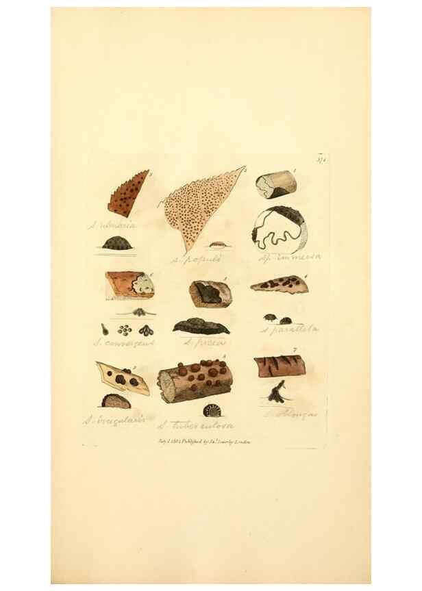 Reproducción/Reproduction 8229517467: Coloured figures of English fungi or mushrooms.. London,Printed by J. Davis,1797-[1809]