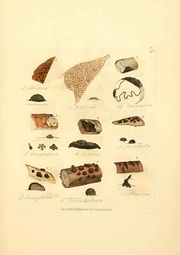 Reproducción/Reproduction 8229517467: Coloured figures of English fungi or mushrooms.. London,Printed by J. Davis,1797-[1809]
