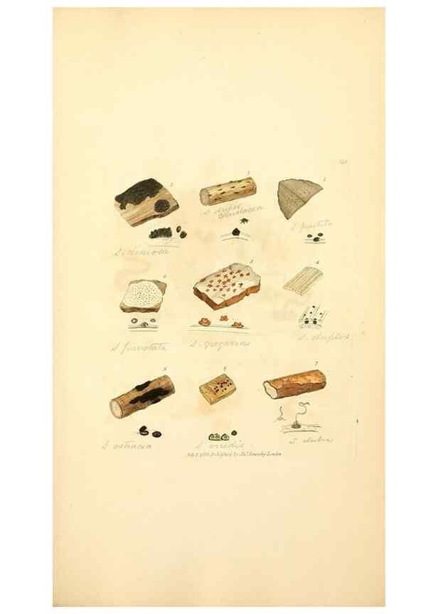 Reproducción/Reproduction 8230582644: Coloured figures of English fungi or mushrooms.. London,Printed by J. Davis,1797-[1809]