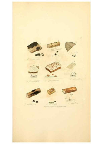 Reproducción/Reproduction 8230582644: Coloured figures of English fungi or mushrooms.. London,Printed by J. Davis,1797-[1809]