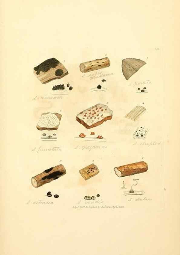 Reproducción/Reproduction 8230582644: Coloured figures of English fungi or mushrooms.. London,Printed by J. Davis,1797-[1809]