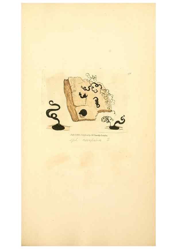 Reproducción/Reproduction 8230583282: Coloured figures of English fungi or mushrooms.. London,Printed by J. Davis,1797-[1809]