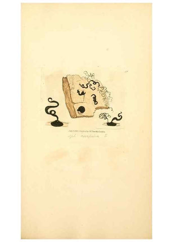 Reproducción/Reproduction 8230583282: Coloured figures of English fungi or mushrooms.. London,Printed by J. Davis,1797-[1809]