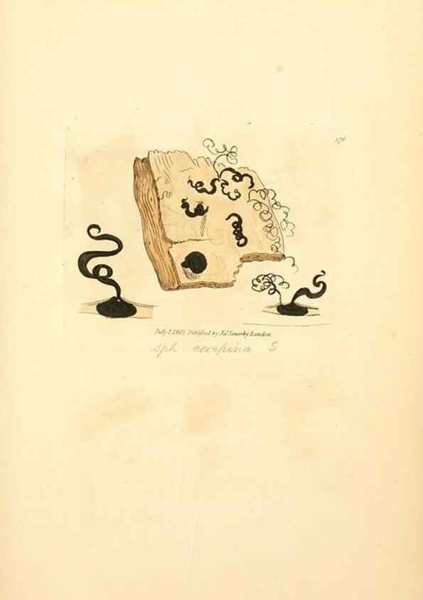 Reproducción/Reproduction 8230583282: Coloured figures of English fungi or mushrooms.. London,Printed by J. Davis,1797-[1809]