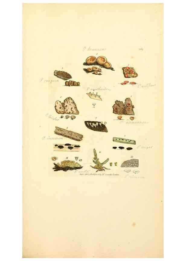 Reproducción/Reproduction 8230579292: Coloured figures of English fungi or mushrooms.. London,Printed by J. Davis,1797-[1809]