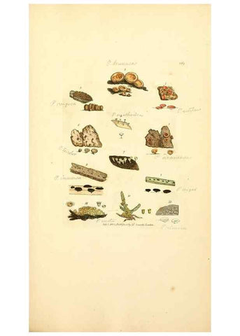 Reproducción/Reproduction 8230579292: Coloured figures of English fungi or mushrooms.. London,Printed by J. Davis,1797-[1809]