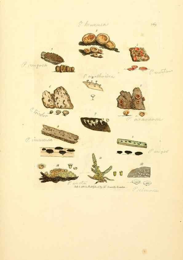 Reproducción/Reproduction 8230579292: Coloured figures of English fungi or mushrooms.. London,Printed by J. Davis,1797-[1809]