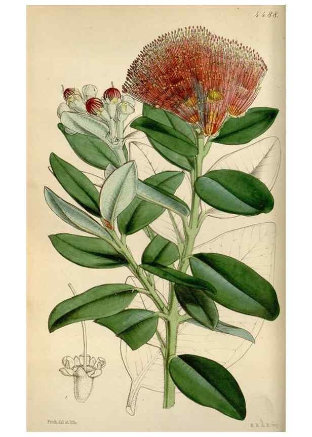 Reproducción/Reproduction 8241572616: Curtis's botanical magazine.. London ;New York [etc.] :Academic Press [etc.]