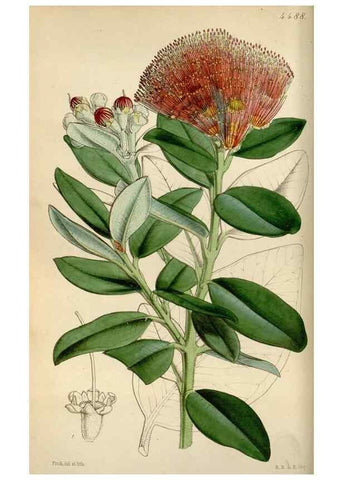 Reproducción/Reproduction 8241572616: Curtis's botanical magazine.. London ;New York [etc.] :Academic Press [etc.]