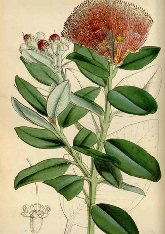 Reproducción/Reproduction 8241572616: Curtis's botanical magazine.. London ;New York [etc.] :Academic Press [etc.]