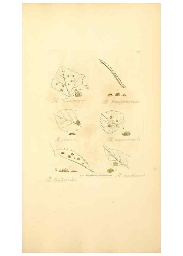 Reproducción/Reproduction 8229528977: Coloured figures of English fungi or mushrooms.. London,Printed by J. Davis,1797-[1809]