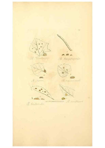 Reproducción/Reproduction 8229528977: Coloured figures of English fungi or mushrooms.. London,Printed by J. Davis,1797-[1809]