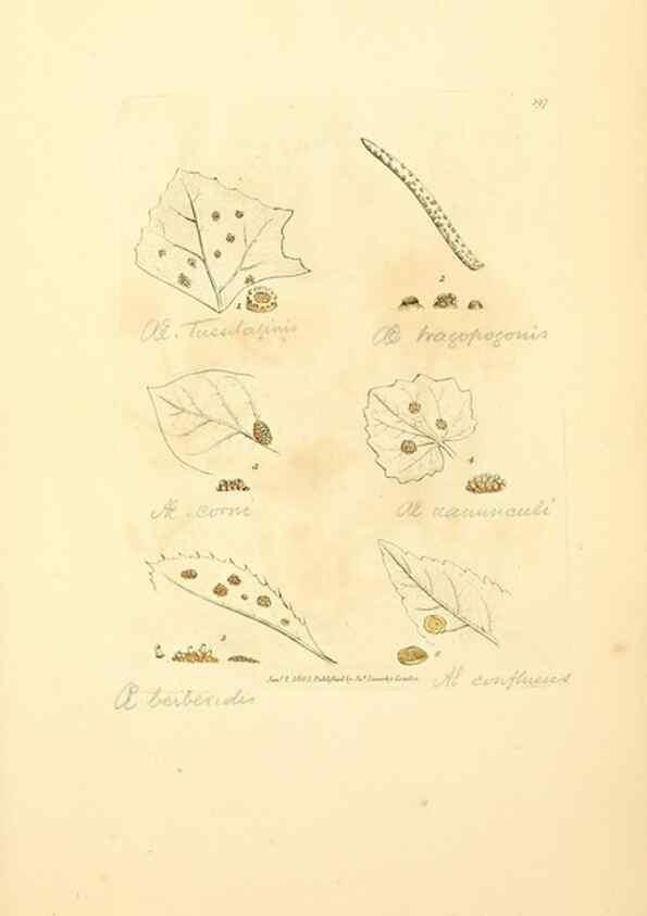 Reproducción/Reproduction 8229528977: Coloured figures of English fungi or mushrooms.. London,Printed by J. Davis,1797-[1809]