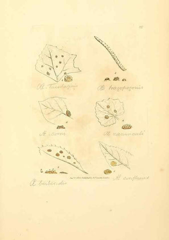 Reproducción/Reproduction 8229528977: Coloured figures of English fungi or mushrooms.. London,Printed by J. Davis,1797-[1809]