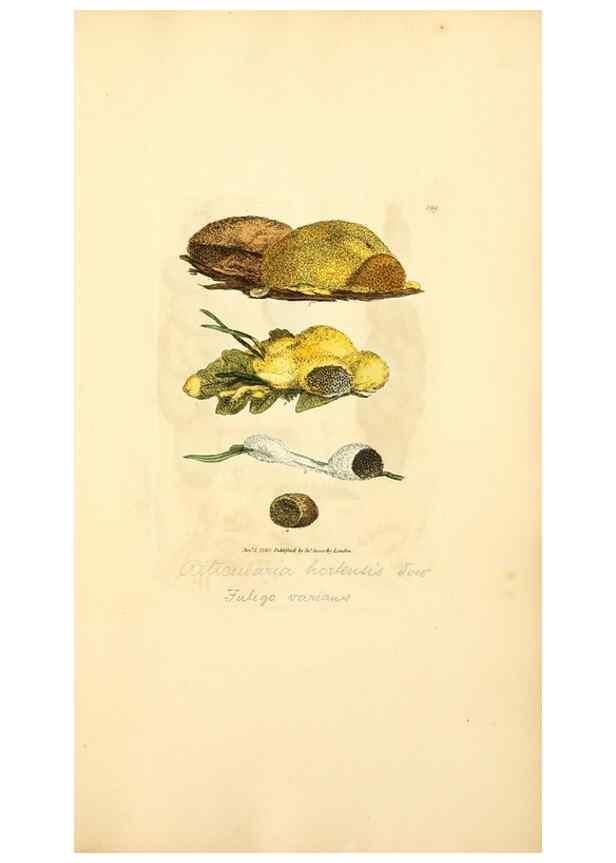 Reproducción/Reproduction 8230594628: Coloured figures of English fungi or mushrooms.. London,Printed by J. Davis,1797-[1809]