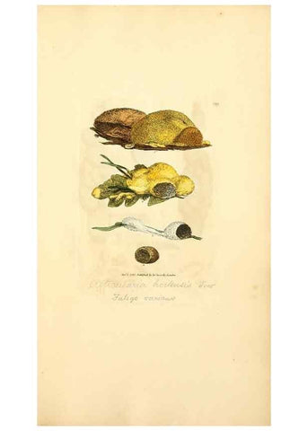 Reproducción/Reproduction 8230594628: Coloured figures of English fungi or mushrooms.. London,Printed by J. Davis,1797-[1809]