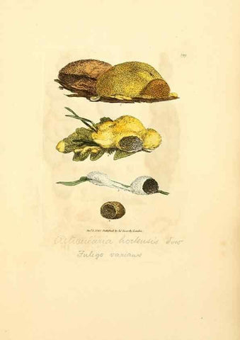 Reproducción/Reproduction 8230594628: Coloured figures of English fungi or mushrooms.. London,Printed by J. Davis,1797-[1809]