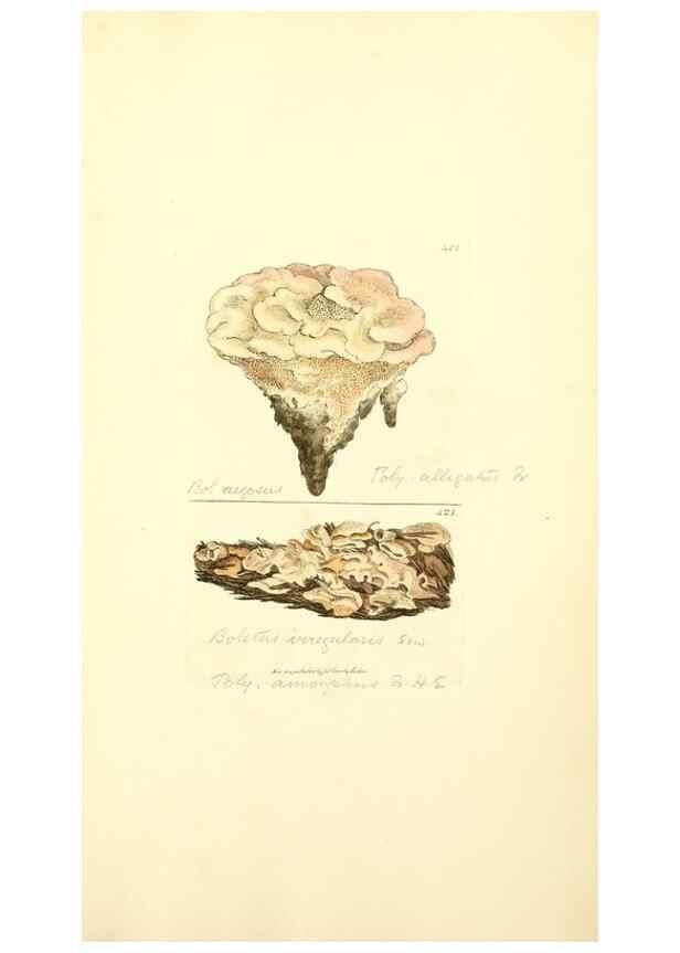 Reproducción/Reproduction 8229541031: Coloured figures of English fungi or mushrooms.. London,Printed by J. Davis,1797-[1809]