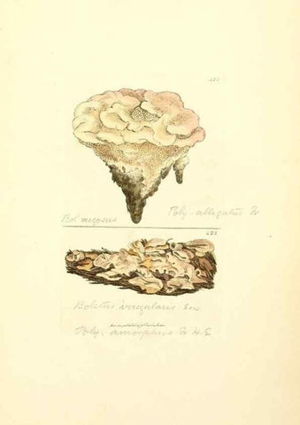 Reproducción/Reproduction 8229541031: Coloured figures of English fungi or mushrooms.. London,Printed by J. Davis,1797-[1809]