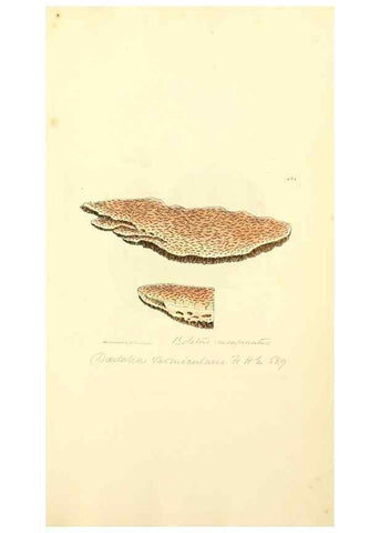 Reproducción/Reproduction 8230606154: Coloured figures of English fungi or mushrooms.. London,Printed by J. Davis,1797-[1809]