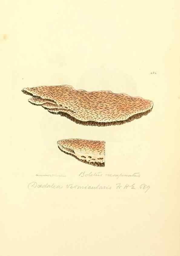 Reproducción/Reproduction 8230606154: Coloured figures of English fungi or mushrooms.. London,Printed by J. Davis,1797-[1809]