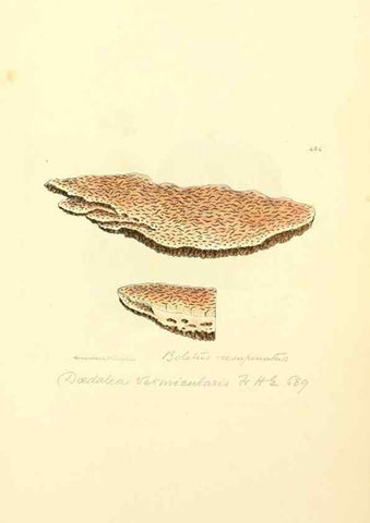 Reproducción/Reproduction 8230606154: Coloured figures of English fungi or mushrooms.. London,Printed by J. Davis,1797-[1809]