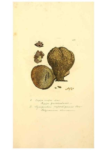 Reproducción/Reproduction 8229541879: Coloured figures of English fungi or mushrooms.. London,Printed by J. Davis,1797-[1809]