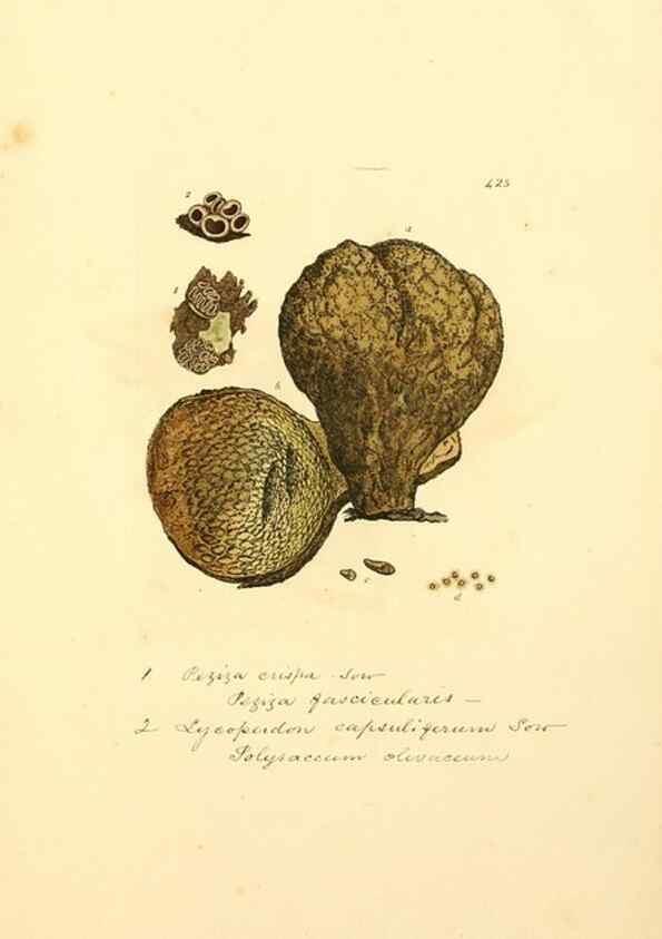 Reproducción/Reproduction 8229541879: Coloured figures of English fungi or mushrooms.. London,Printed by J. Davis,1797-[1809]