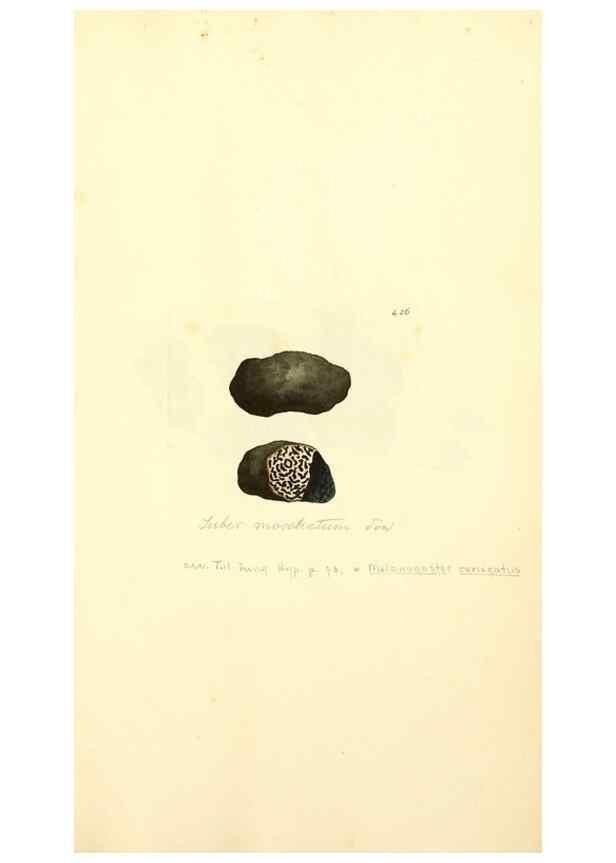 Reproducción/Reproduction 8229542573: Coloured figures of English fungi or mushrooms.. London,Printed by J. Davis,1797-[1809]
