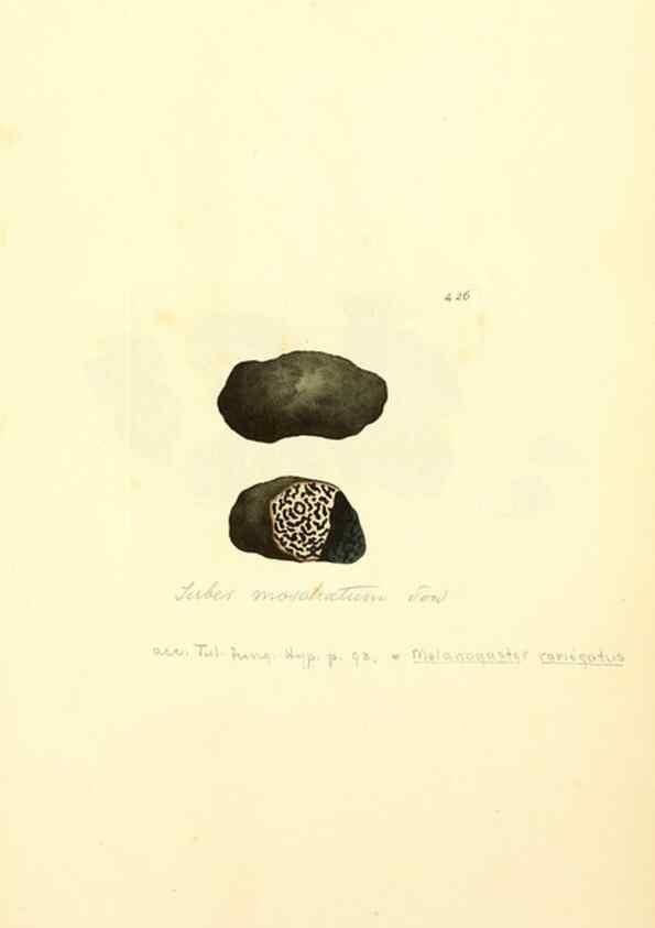 Reproducción/Reproduction 8229542573: Coloured figures of English fungi or mushrooms.. London,Printed by J. Davis,1797-[1809]