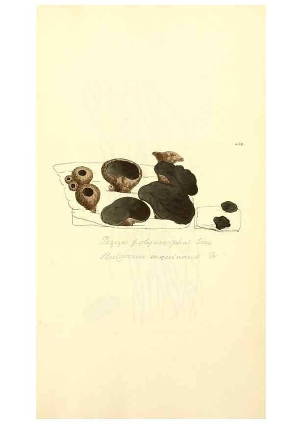 Reproducción/Reproduction 8230607634: Coloured figures of English fungi or mushrooms.. London,Printed by J. Davis,1797-[1809]