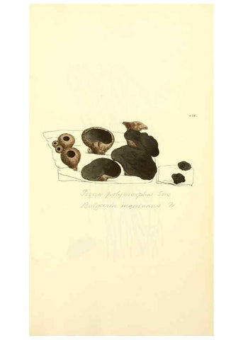 Reproducción/Reproduction 8230607634: Coloured figures of English fungi or mushrooms.. London,Printed by J. Davis,1797-[1809]