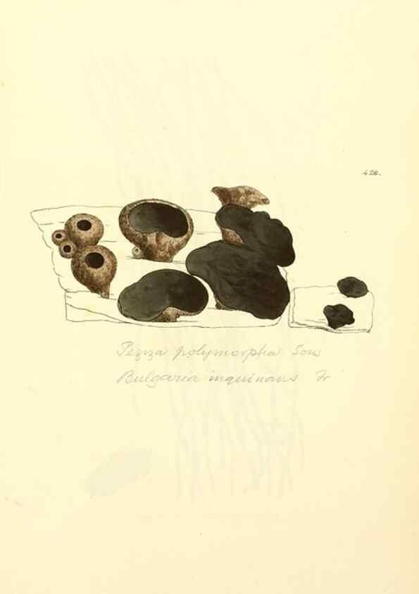 Reproducción/Reproduction 8230607634: Coloured figures of English fungi or mushrooms.. London,Printed by J. Davis,1797-[1809]