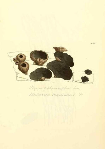 Reproducción/Reproduction 8230607634: Coloured figures of English fungi or mushrooms.. London,Printed by J. Davis,1797-[1809]