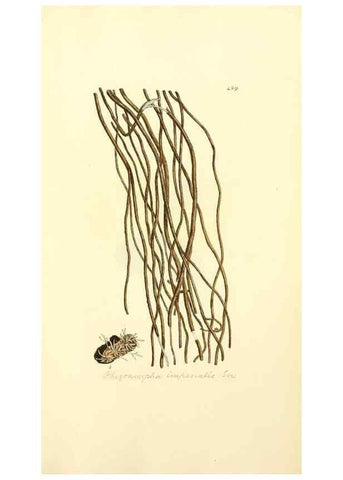 Reproducción/Reproduction 8229543323: Coloured figures of English fungi or mushrooms.. London,Printed by J. Davis,1797-[1809]