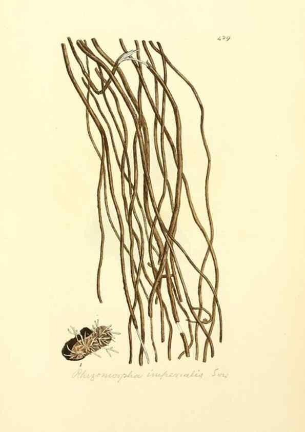 Reproducción/Reproduction 8229543323: Coloured figures of English fungi or mushrooms.. London,Printed by J. Davis,1797-[1809]