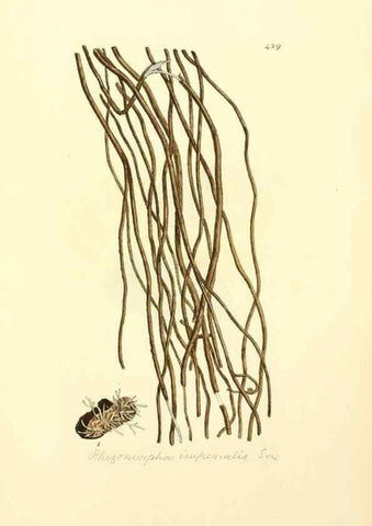 Reproducción/Reproduction 8229543323: Coloured figures of English fungi or mushrooms.. London,Printed by J. Davis,1797-[1809]
