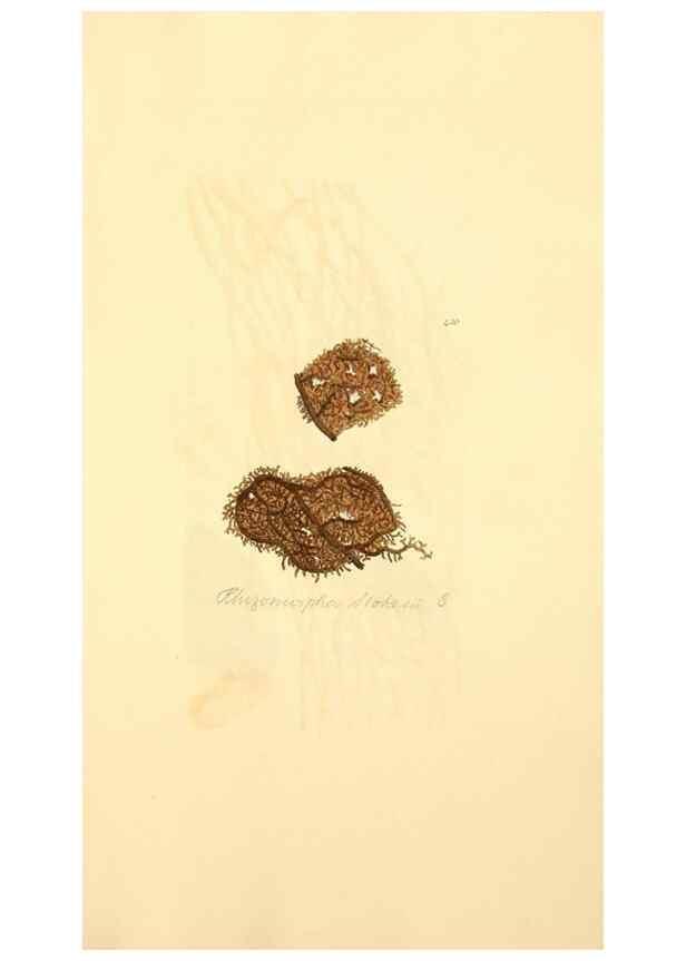 Reproducción/Reproduction 8230608524: Coloured figures of English fungi or mushrooms.. London,Printed by J. Davis,1797-[1809]