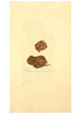 Reproducción/Reproduction 8230608524: Coloured figures of English fungi or mushrooms.. London,Printed by J. Davis,1797-[1809]