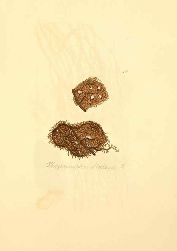 Reproducción/Reproduction 8230608524: Coloured figures of English fungi or mushrooms.. London,Printed by J. Davis,1797-[1809]