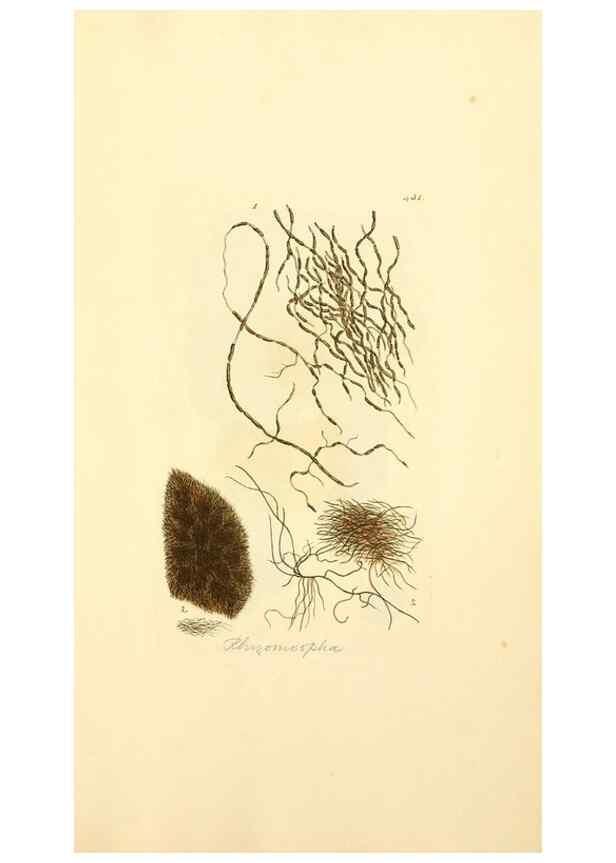 Reproducción/Reproduction 8229544213: Coloured figures of English fungi or mushrooms.. London,Printed by J. Davis,1797-[1809]