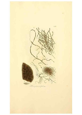 Reproducción/Reproduction 8229544213: Coloured figures of English fungi or mushrooms.. London,Printed by J. Davis,1797-[1809]