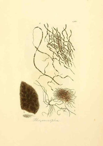Reproducción/Reproduction 8229544213: Coloured figures of English fungi or mushrooms.. London,Printed by J. Davis,1797-[1809]