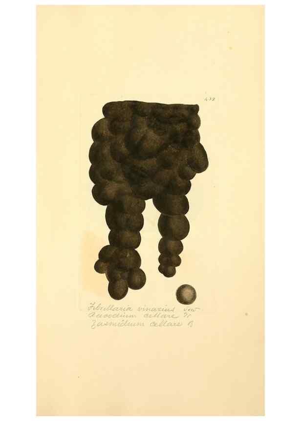 Reproducción/Reproduction 8230609630: Coloured figures of English fungi or mushrooms.. London,Printed by J. Davis,1797-[1809]